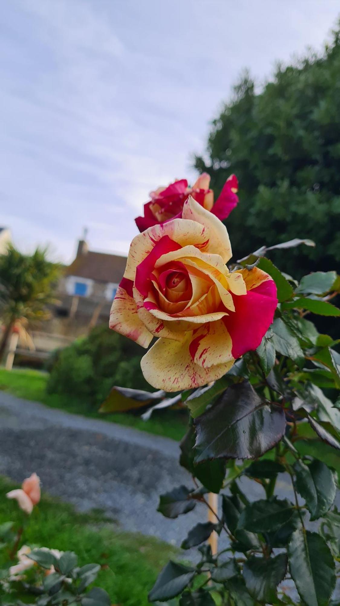 Bed and Breakfast Lesroses1680 Blainville-sur-Mer Exteriér fotografie