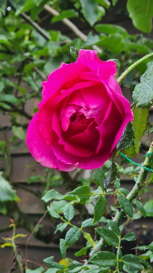 Bed and Breakfast Lesroses1680 Blainville-sur-Mer Exteriér fotografie