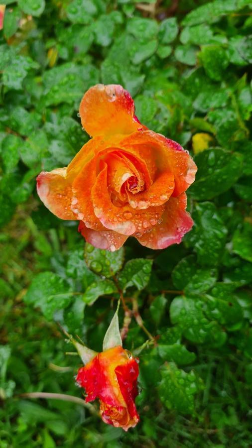 Bed and Breakfast Lesroses1680 Blainville-sur-Mer Exteriér fotografie