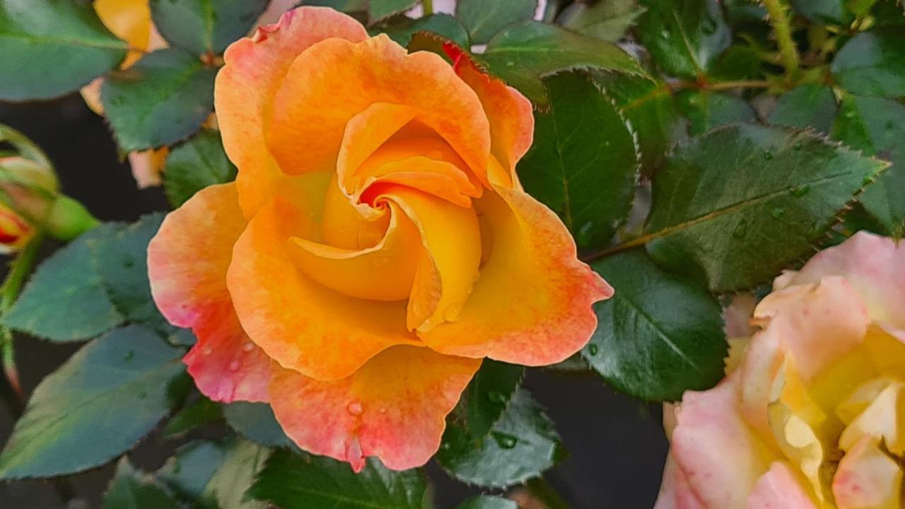 Bed and Breakfast Lesroses1680 Blainville-sur-Mer Exteriér fotografie
